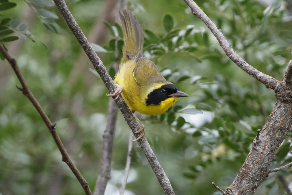 Bahama Yellowthroat - Larry Therrien