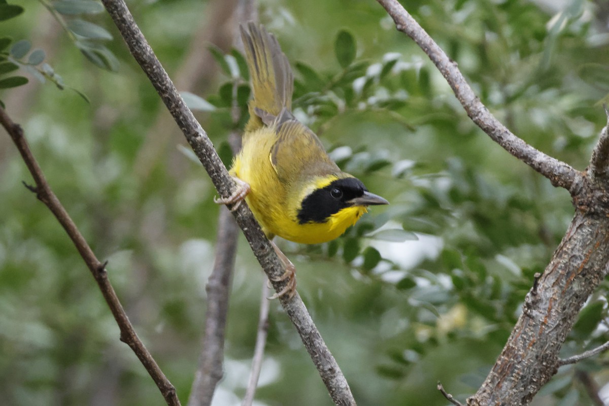 Bahama Yellowthroat - Larry Therrien