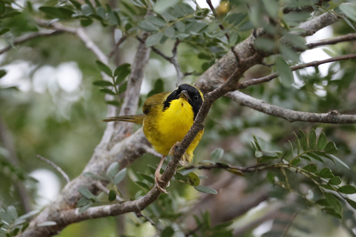 Bahama Yellowthroat - Larry Therrien