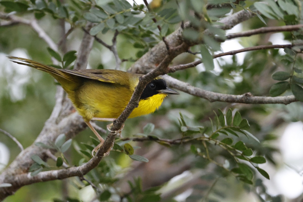 Bahama Yellowthroat - Larry Therrien