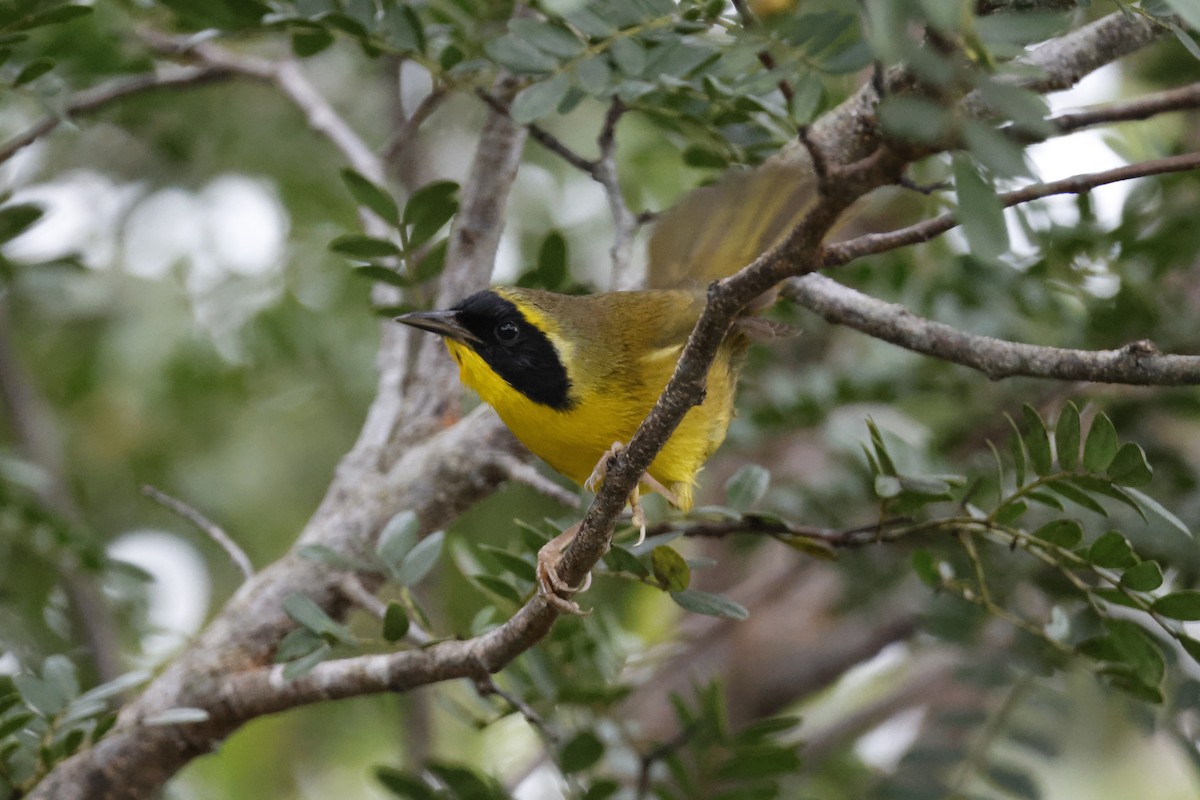 Bahama Yellowthroat - ML614156856