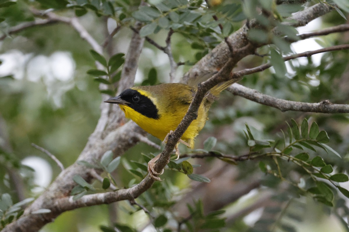 Bahama Yellowthroat - Larry Therrien