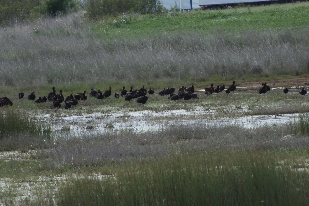 Glossy Ibis - ML614156866