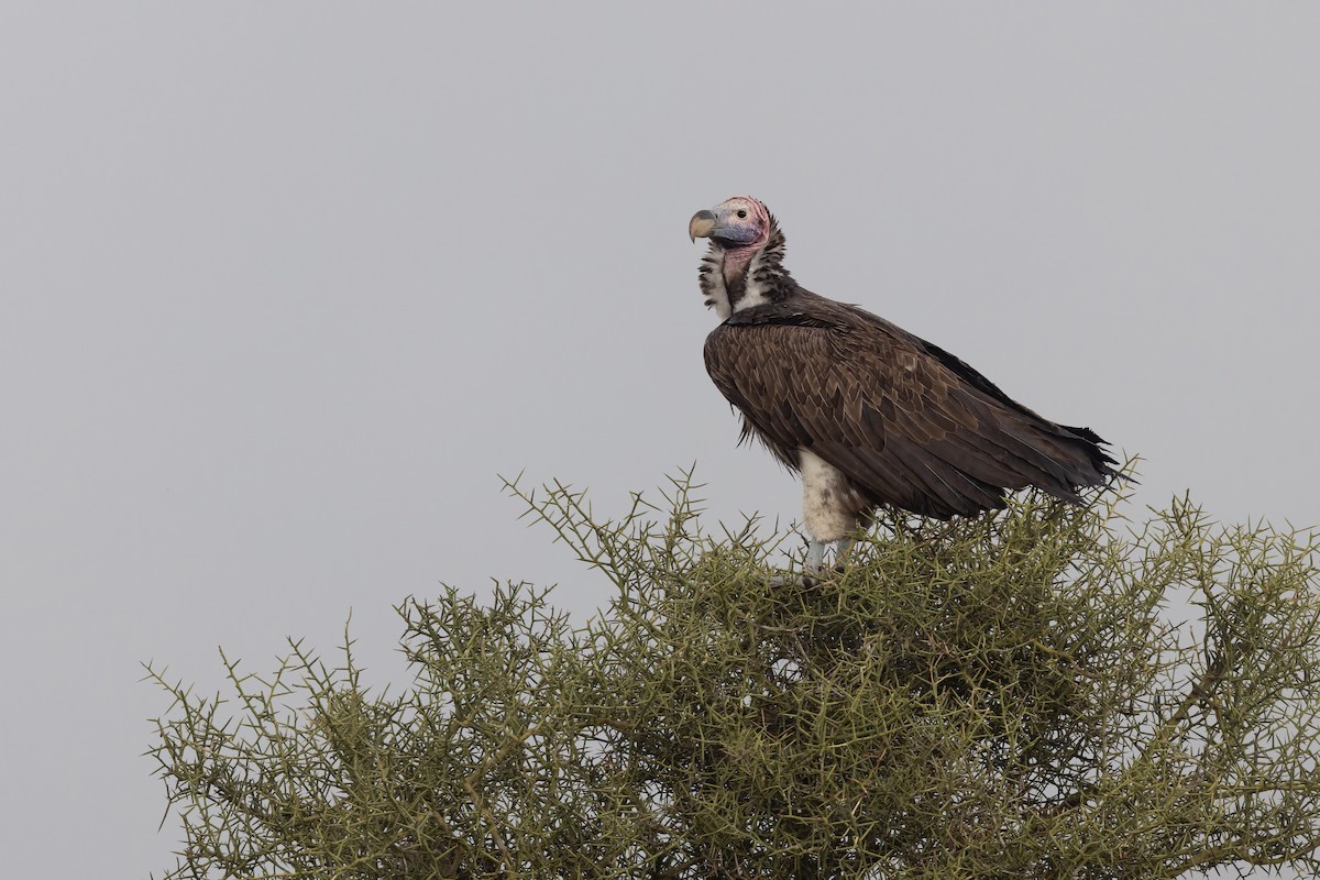 Lappet-faced Vulture - ML614156911