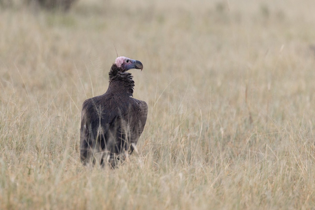 Lappet-faced Vulture - ML614156926