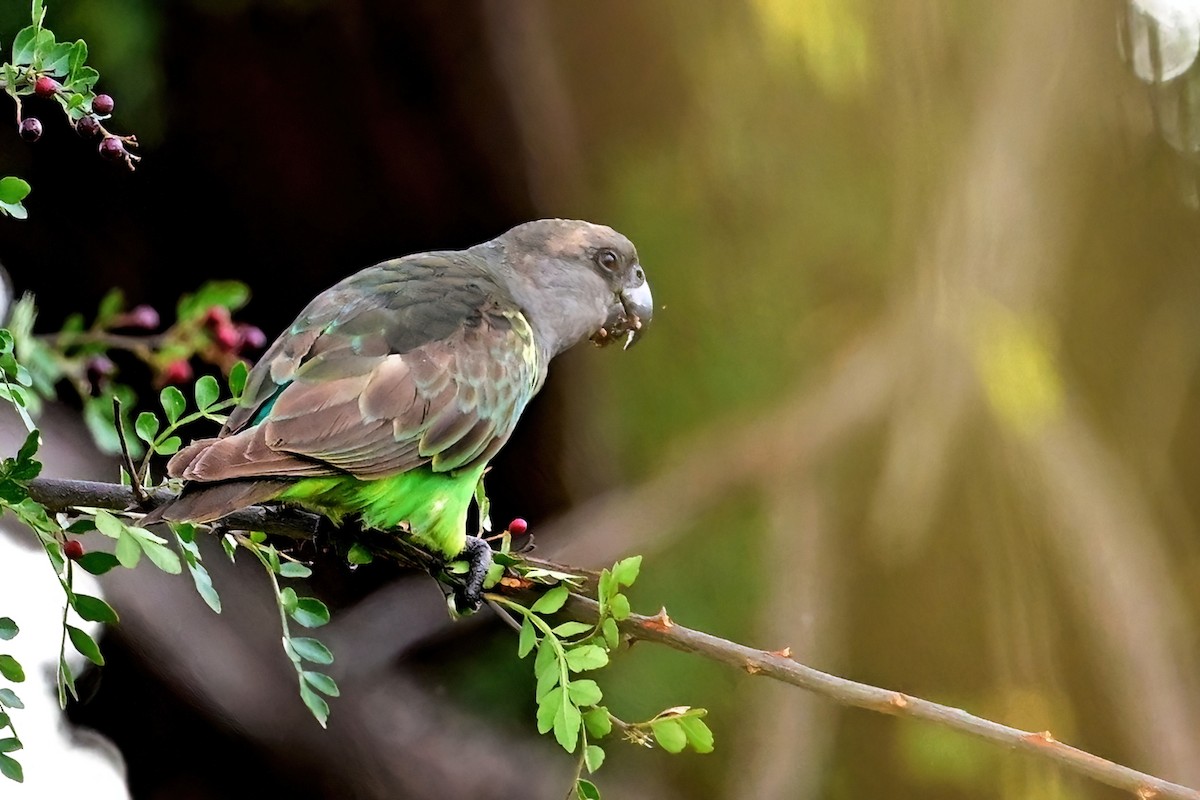 Meyer's Parrot - ML614156930