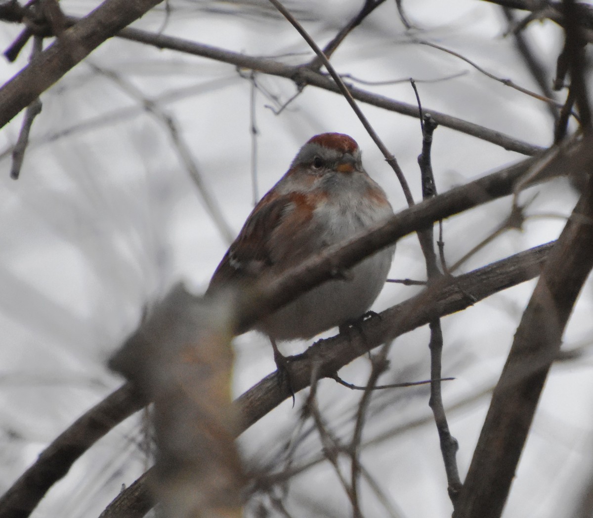 American Tree Sparrow - ML614156950