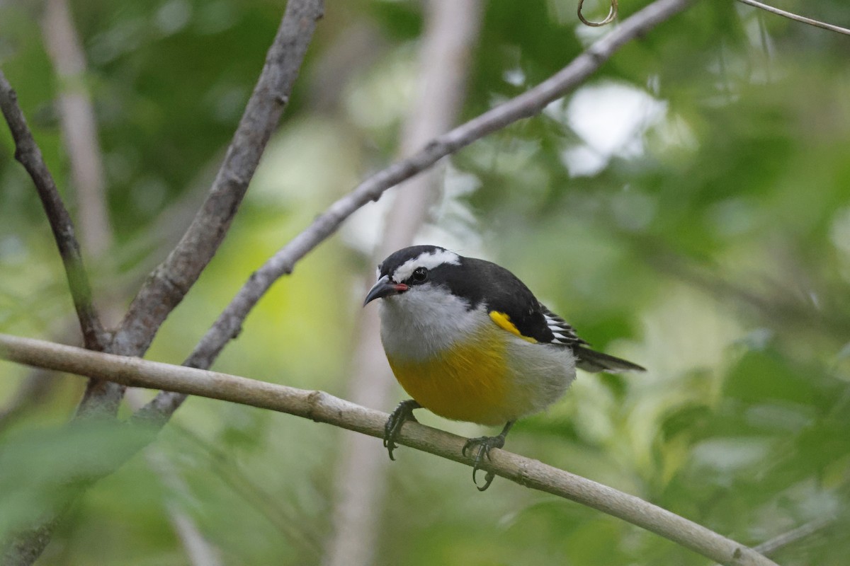 Bananaquit (Bahamas) - Larry Therrien