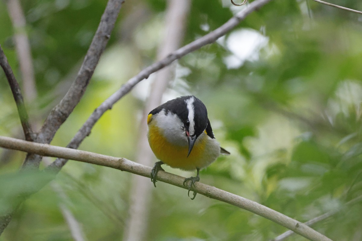 Bananaquit (Bahamas) - Larry Therrien