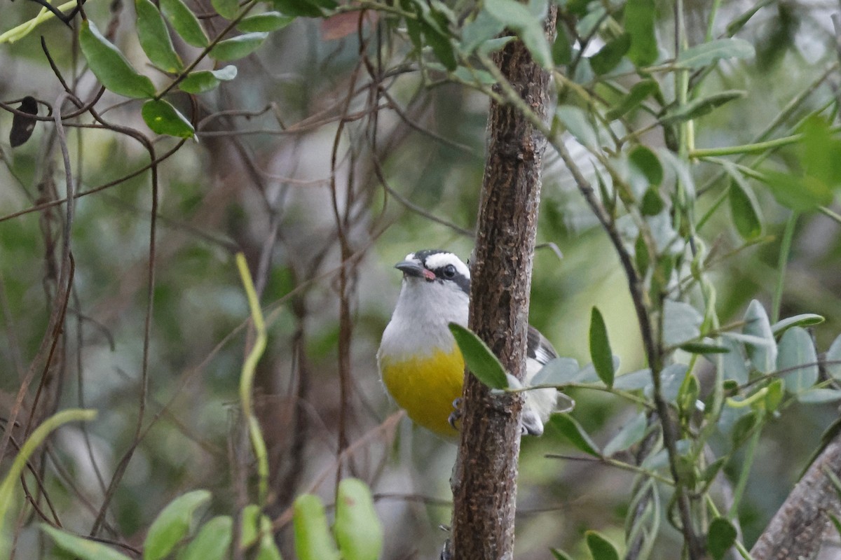 Bananaquit (Bahamas) - Larry Therrien