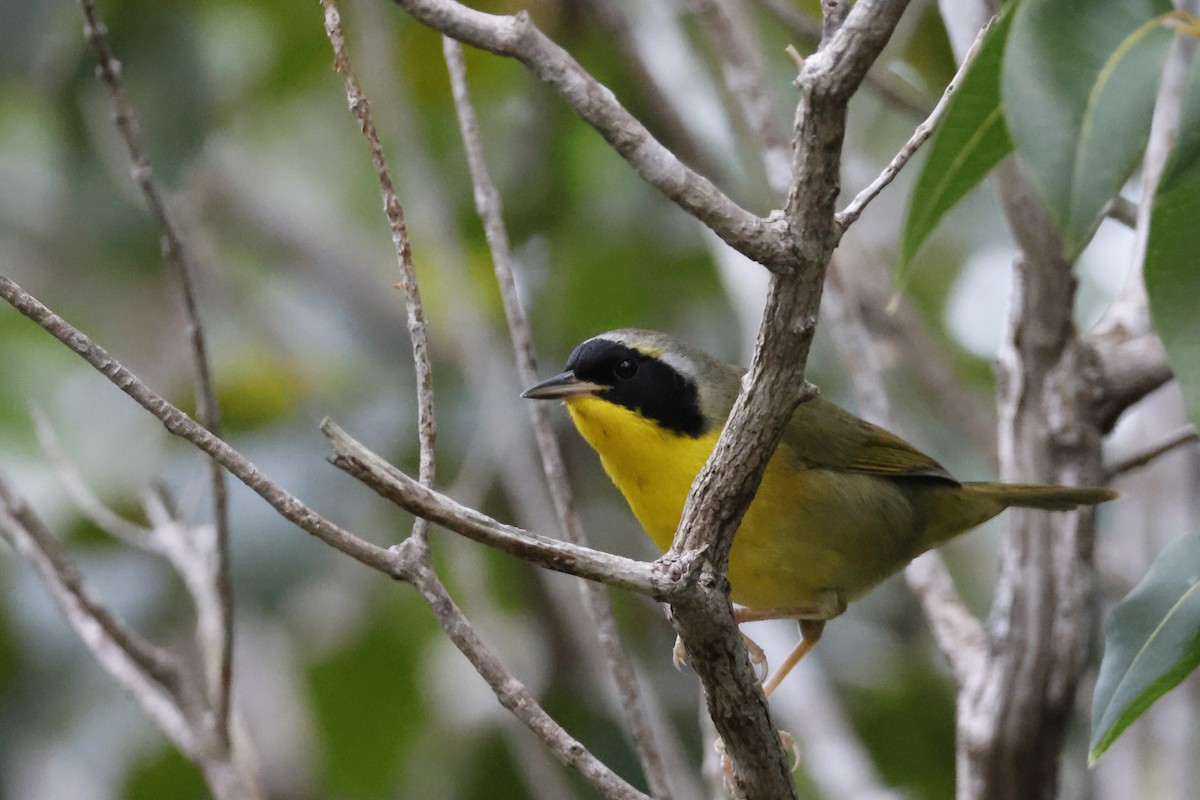 Bahama Yellowthroat - Larry Therrien