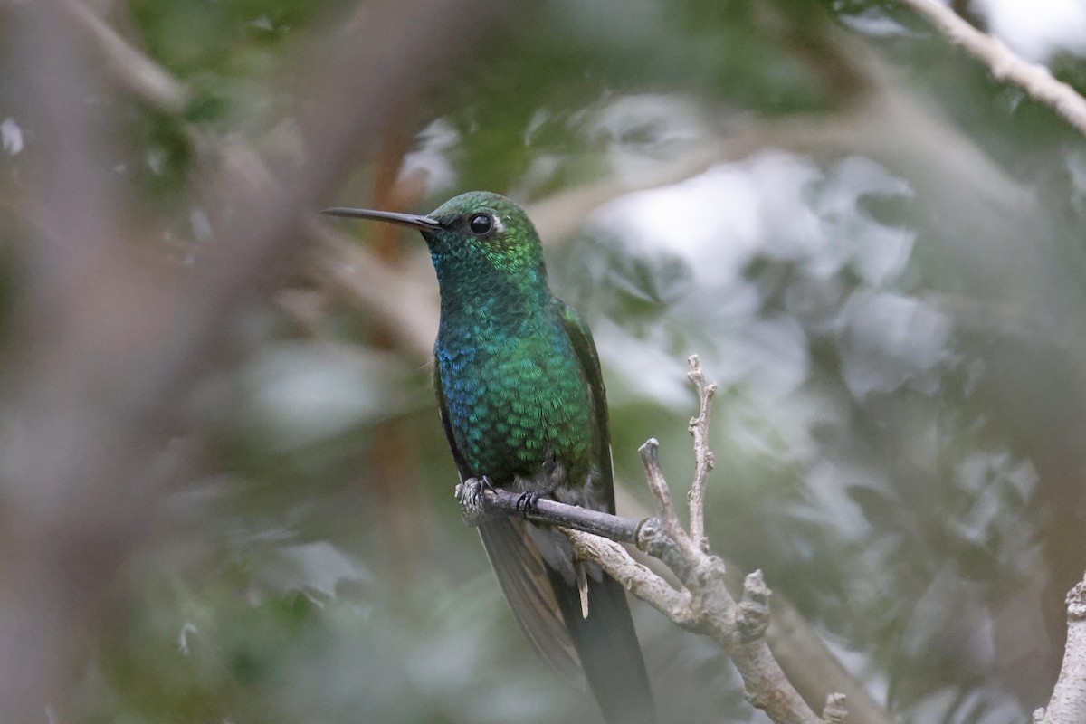 Cuban Emerald - ML614156987