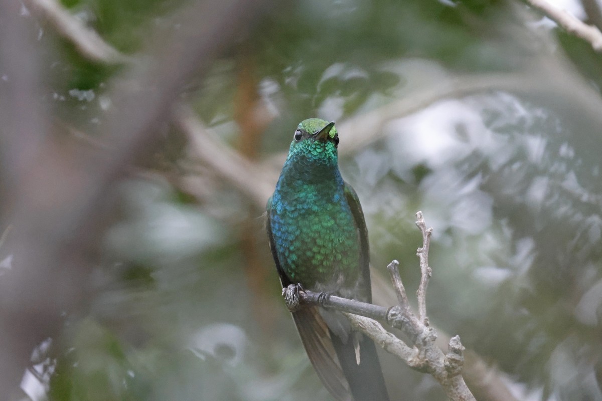 Cuban Emerald - ML614156992