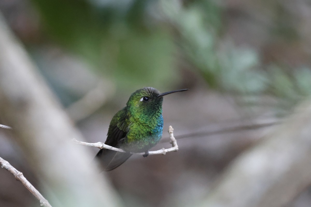 Cuban Emerald - Larry Therrien