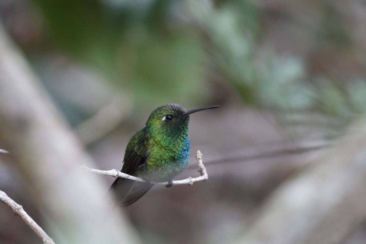 Cuban Emerald - Larry Therrien