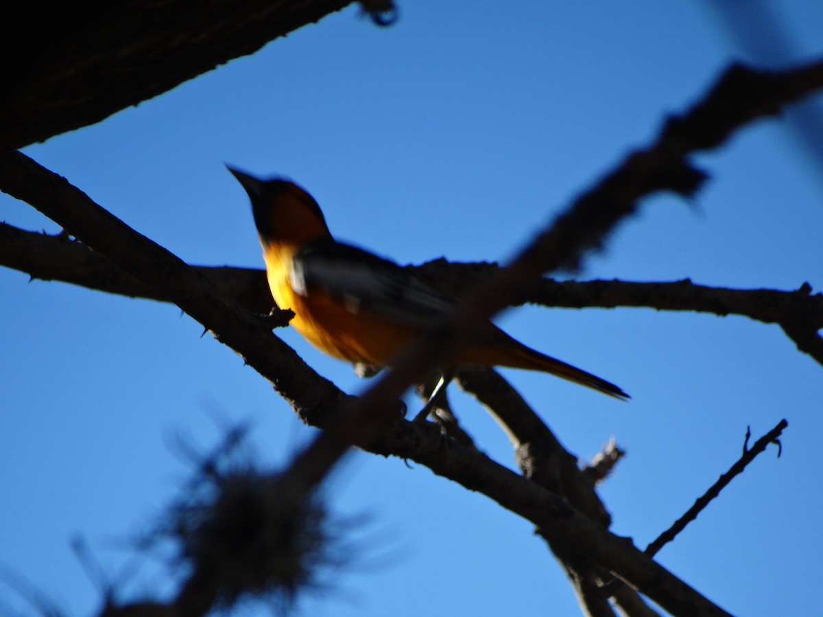 Bullock's Oriole - Mauricio Ruvalcaba