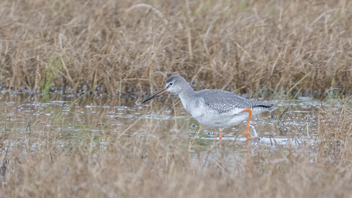 Spotted Redshank - ML614157023