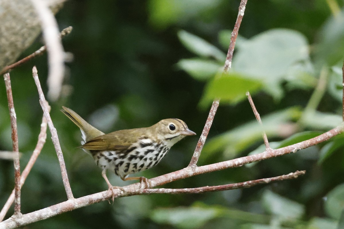 カマドムシクイ - ML614157061