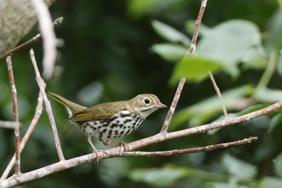 カマドムシクイ - ML614157066