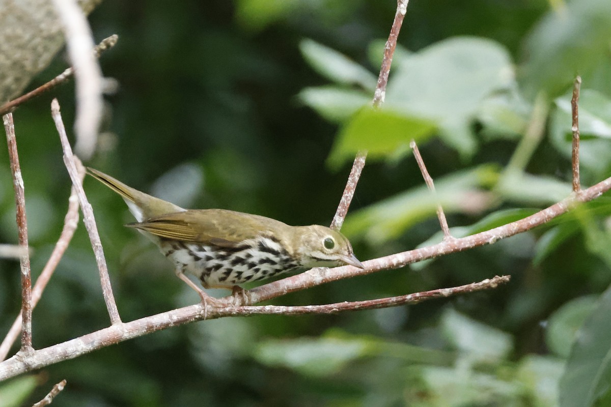 Ovenbird - ML614157067