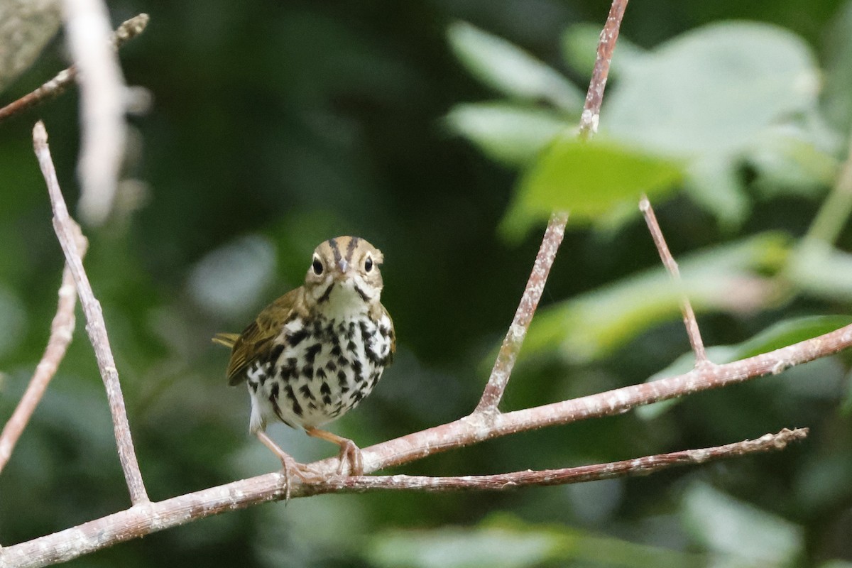 カマドムシクイ - ML614157068