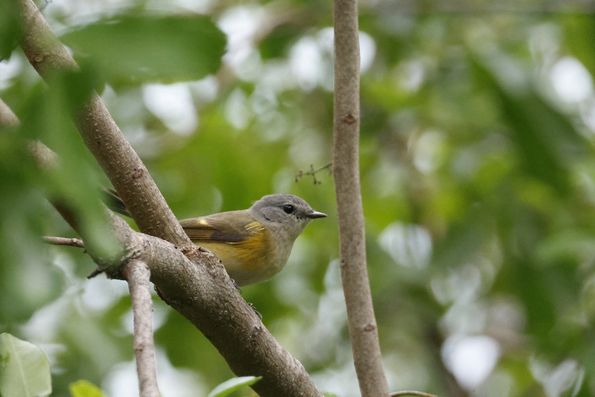 American Redstart - ML614157088