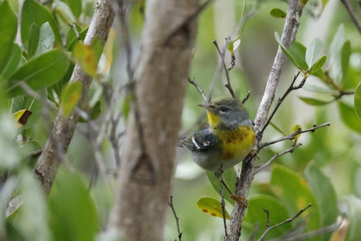 Northern Parula - ML614157099