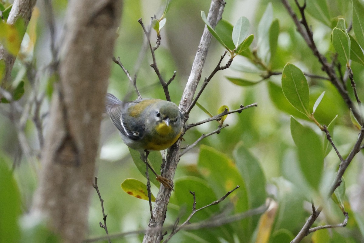 Northern Parula - ML614157101