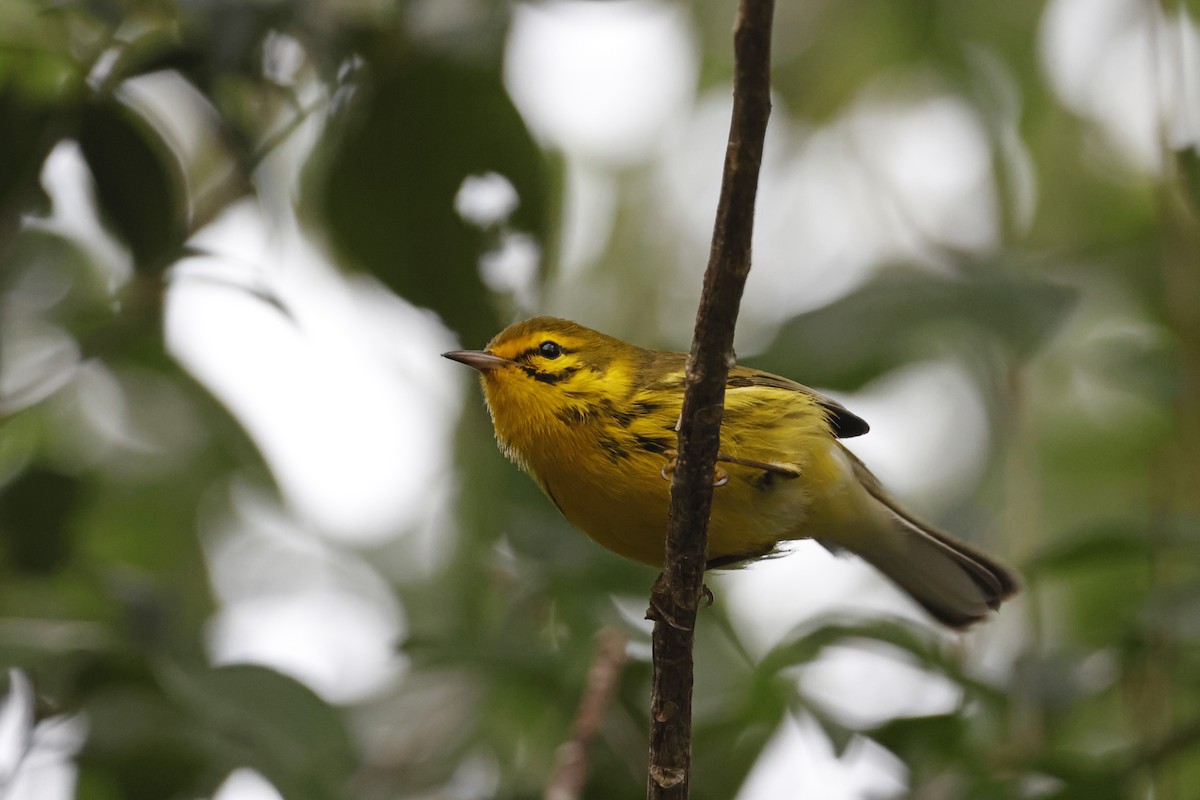 Prairie Warbler - ML614157107