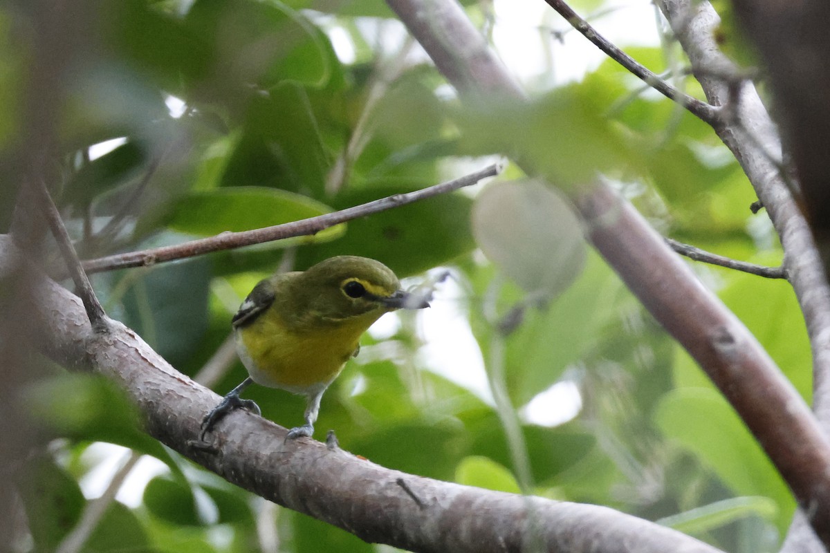 Yellow-throated Vireo - ML614157115