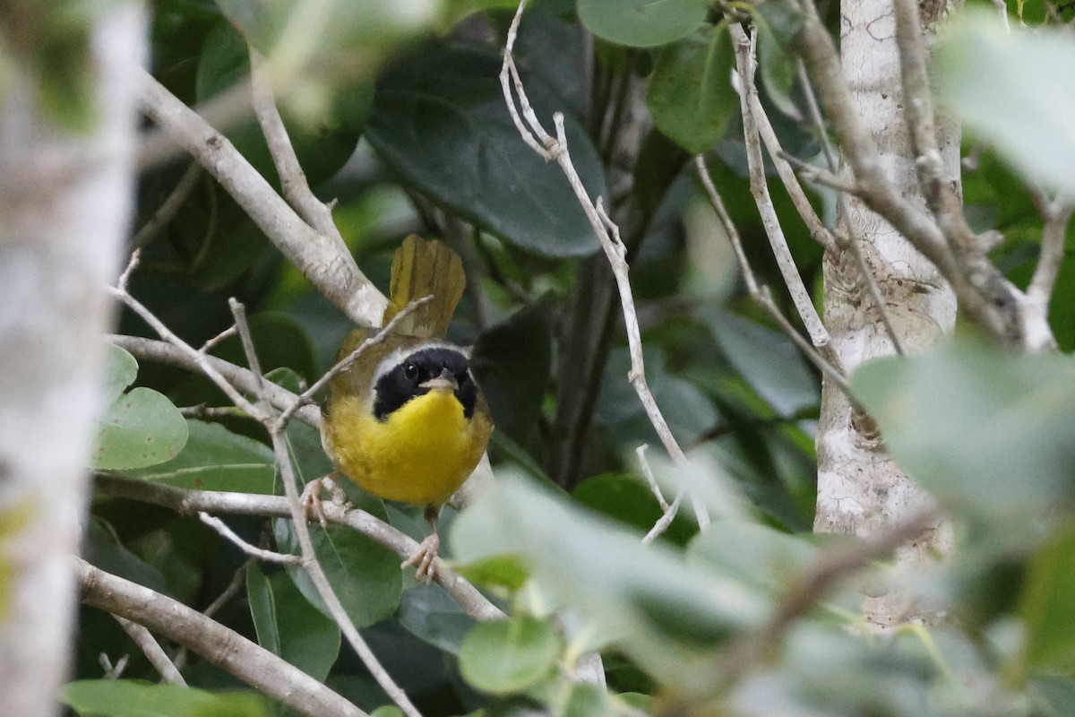 Bahama Yellowthroat - ML614157131