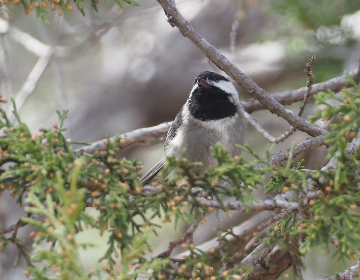 Mexican Chickadee - Stephan Lorenz