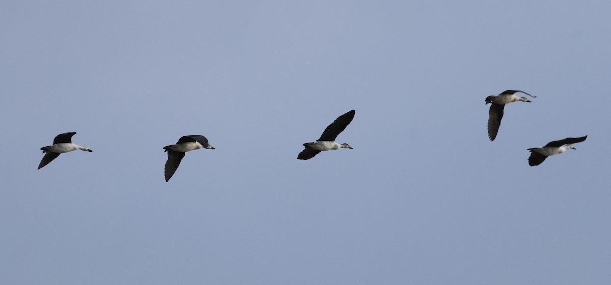 Knob-billed Duck - ML614157151