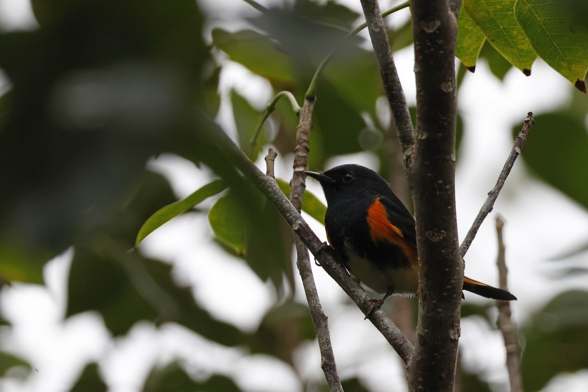 American Redstart - ML614157156