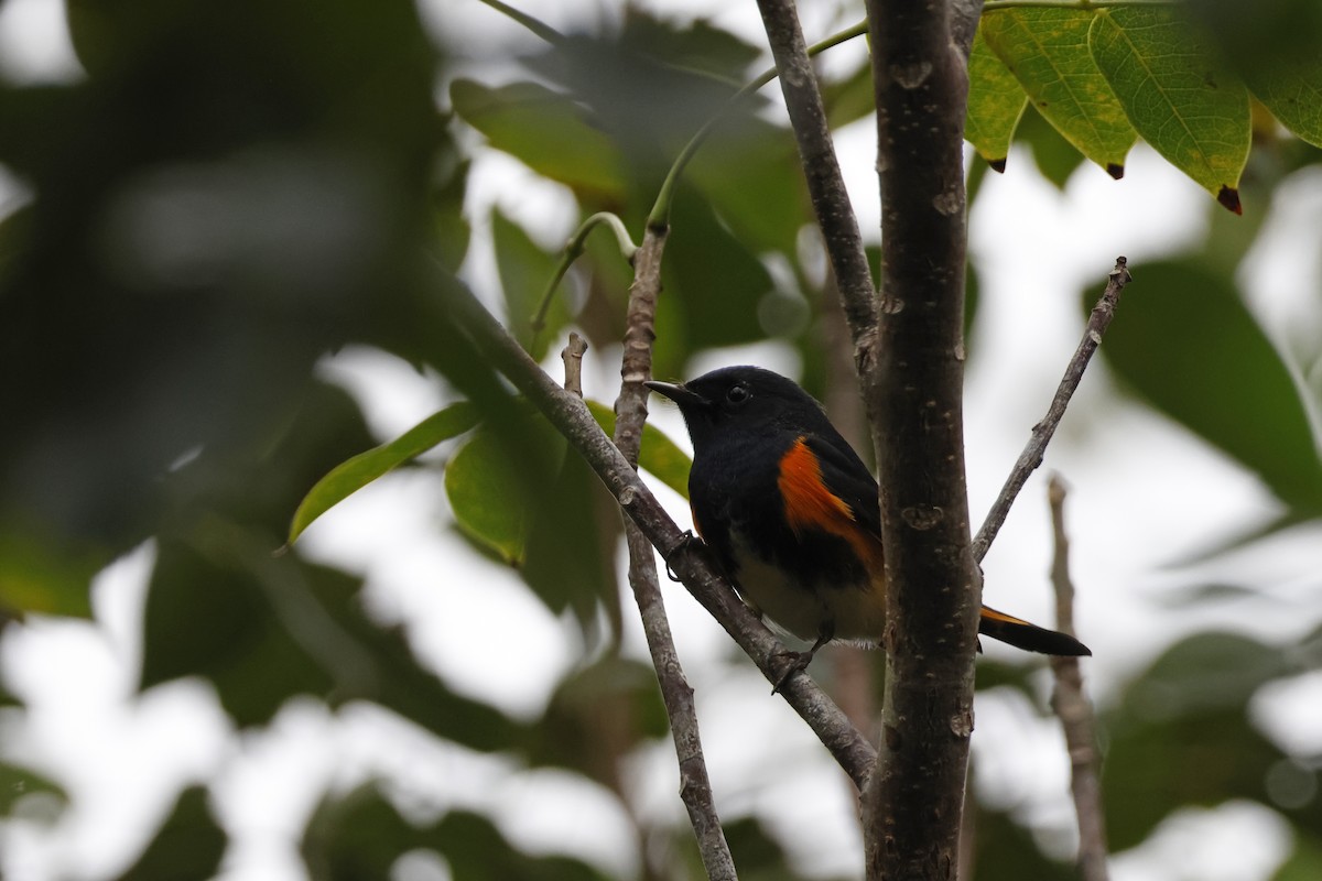 American Redstart - ML614157161