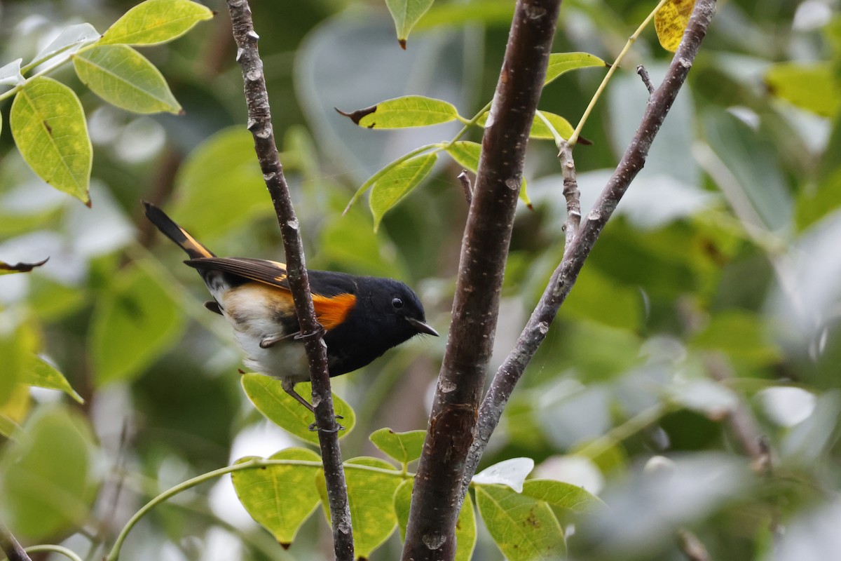 American Redstart - ML614157162