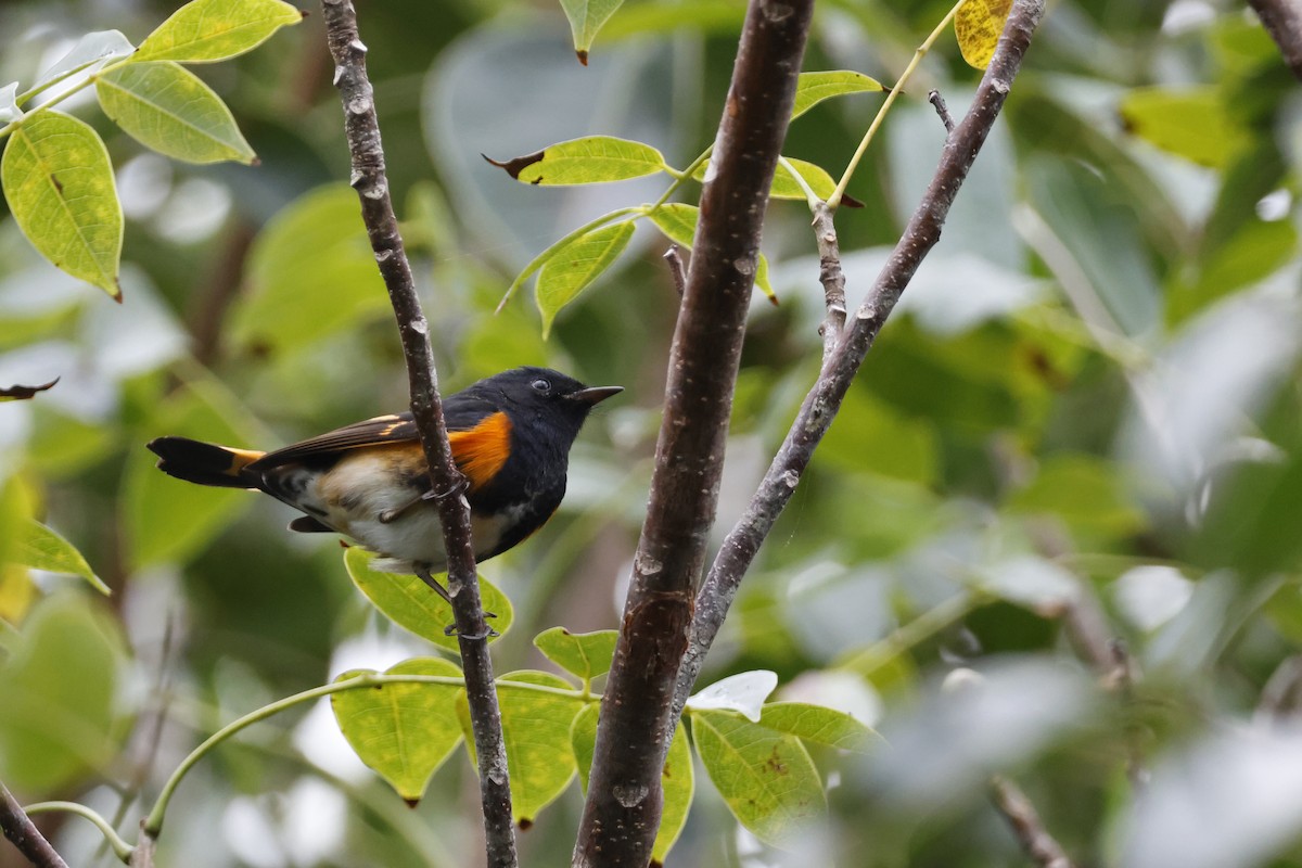 American Redstart - ML614157163