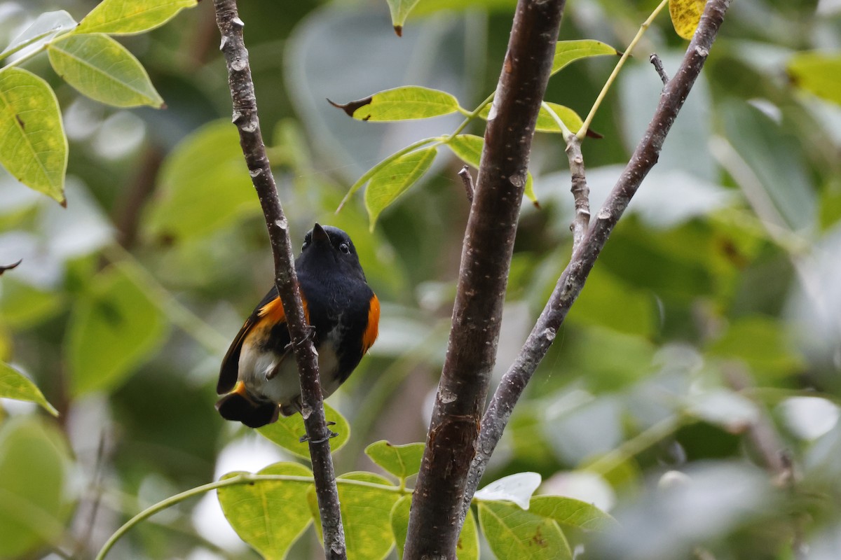 American Redstart - ML614157164