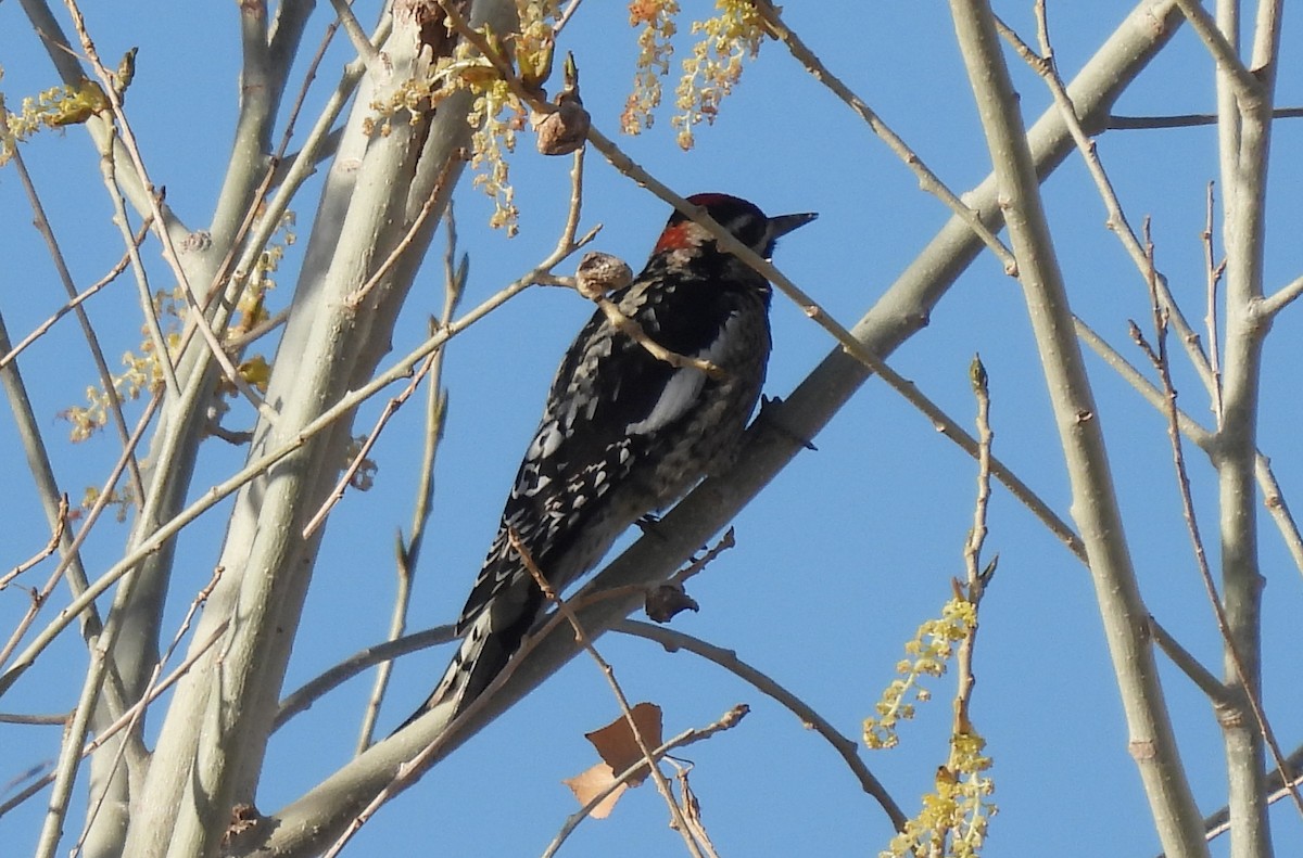 ub. sevjespett (Sphyrapicus sp.) - ML614157184