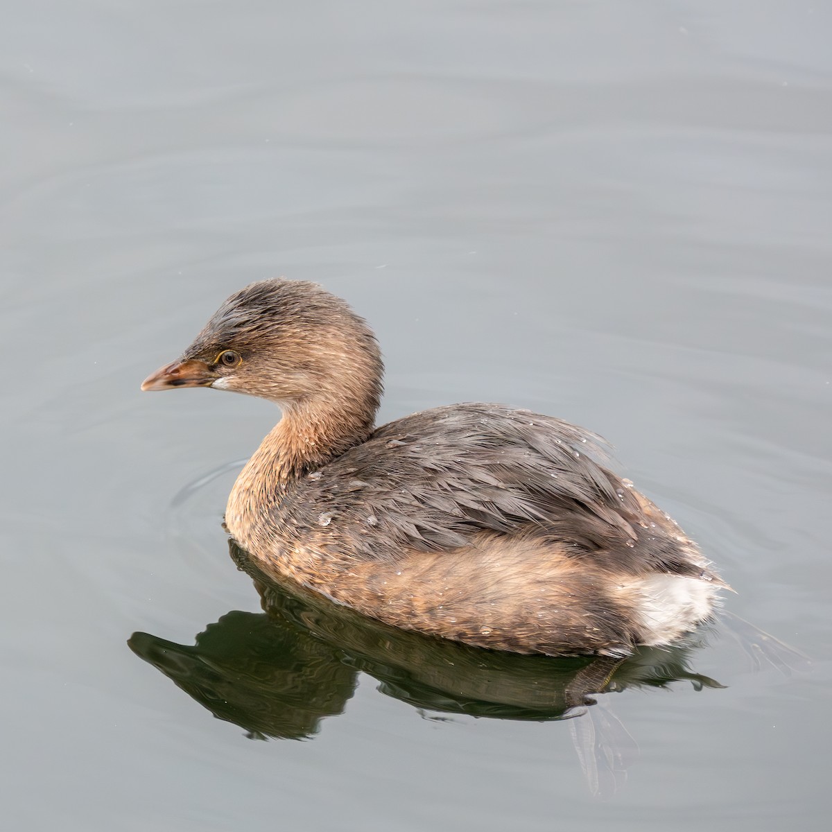 Pied-billed Grebe - ML614157189