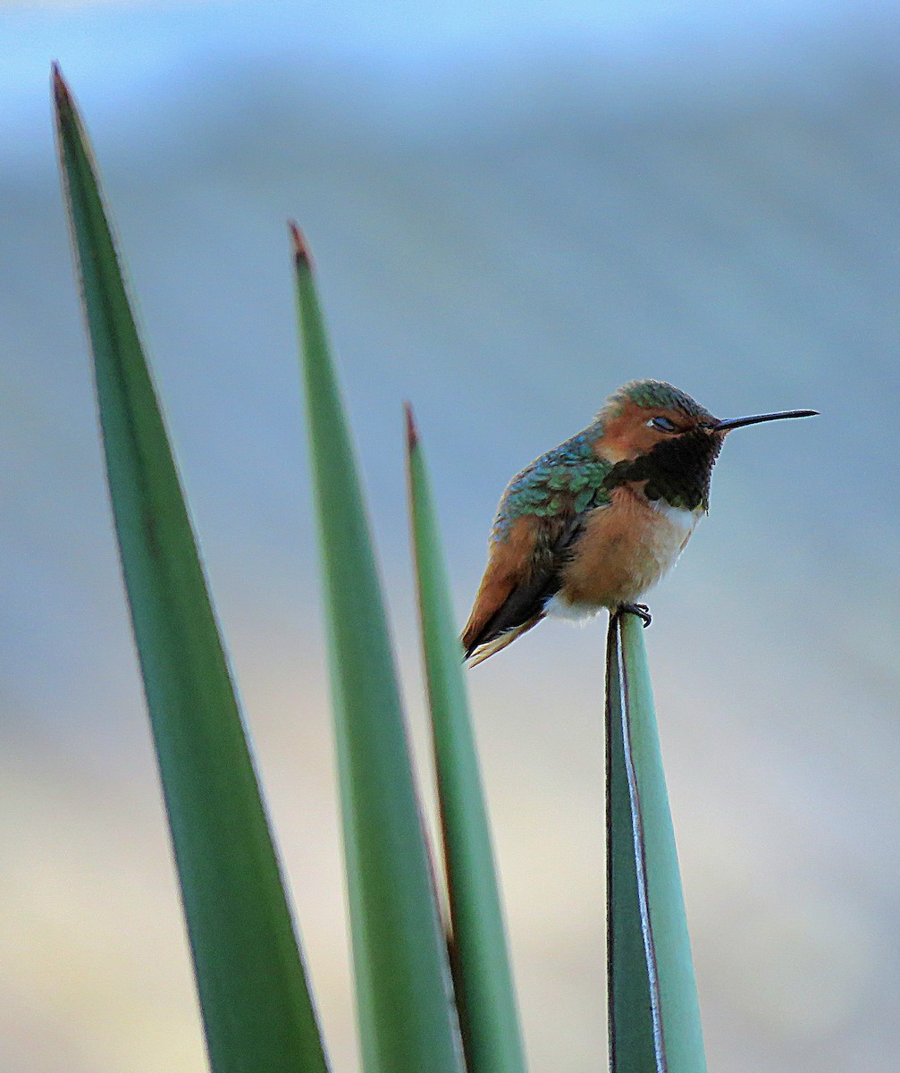 Allen's Hummingbird - Susan Smith