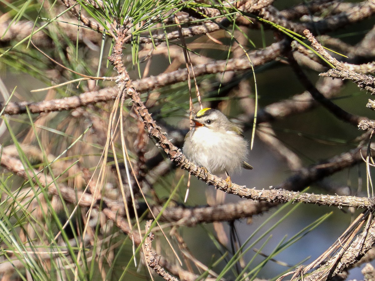 Golden-crowned Kinglet - Karaleah Reichart Bercaw