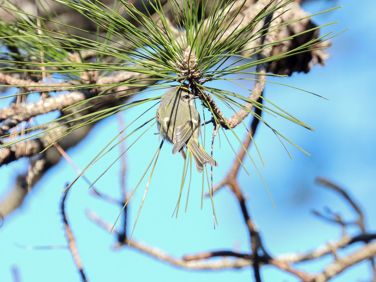 Golden-crowned Kinglet - Karaleah Reichart Bercaw