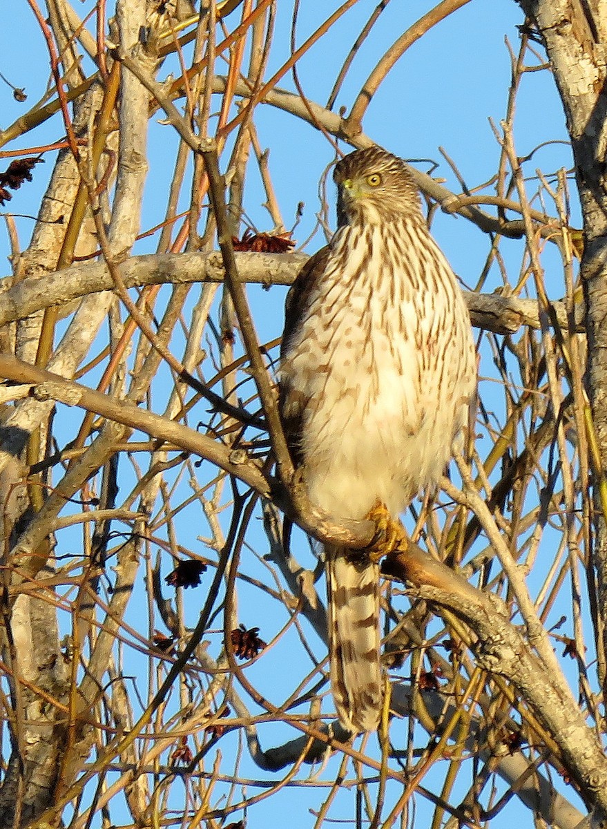 Cooper's Hawk - ML614157225