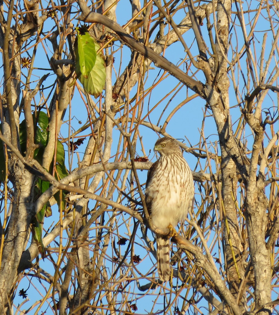 Cooper's Hawk - ML614157226