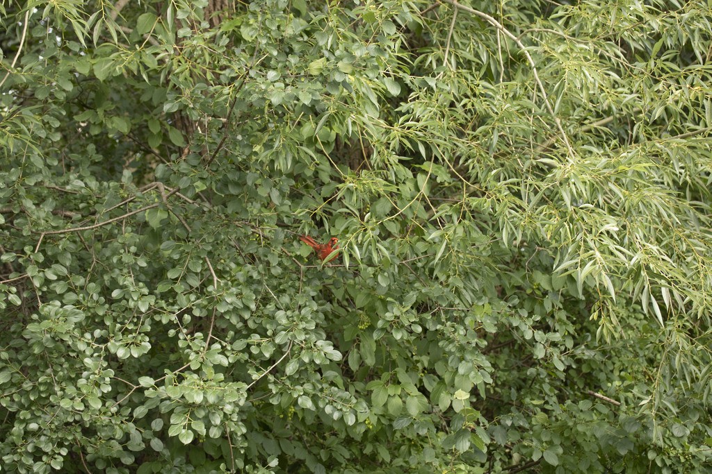 Northern Cardinal - ML614157250