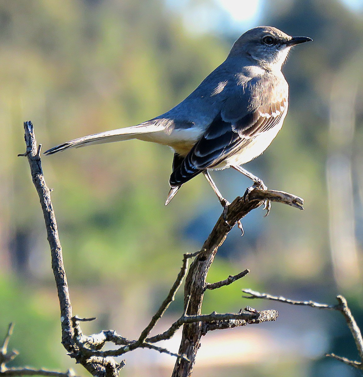 Northern Mockingbird - ML614157253