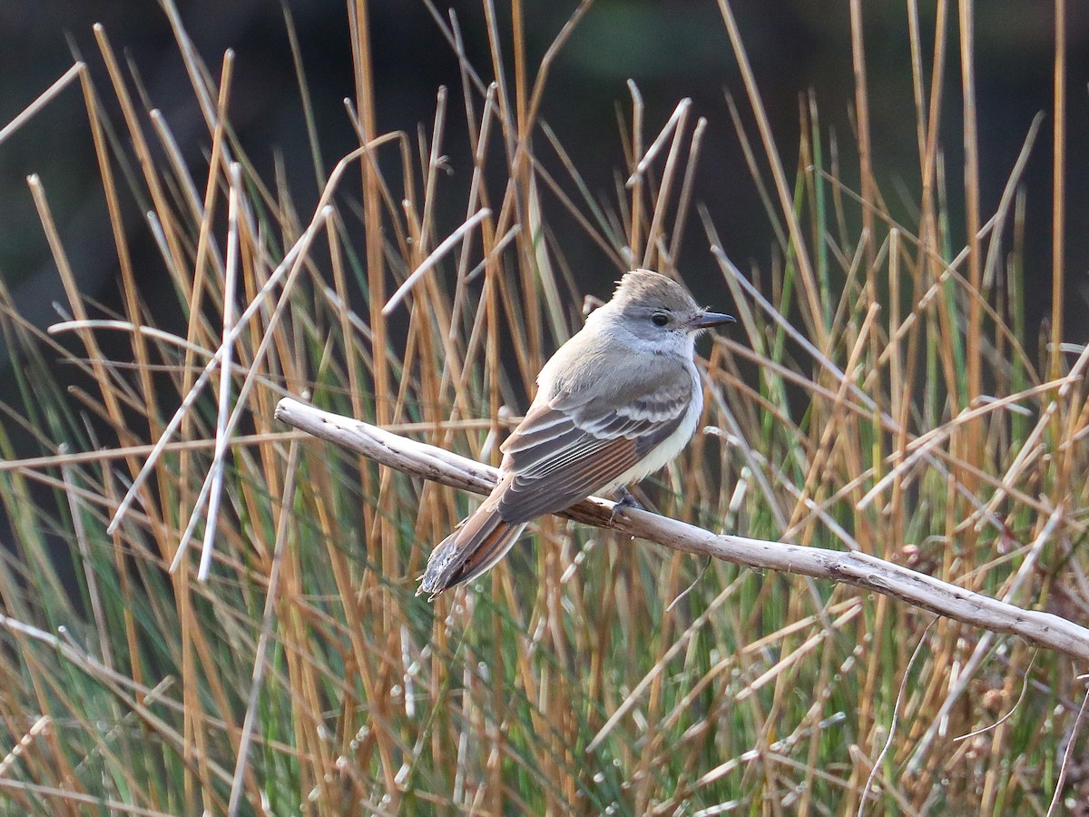 Ash-throated Flycatcher - ML614157265