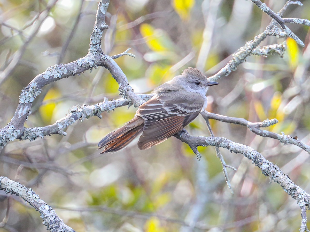 Ash-throated Flycatcher - ML614157266