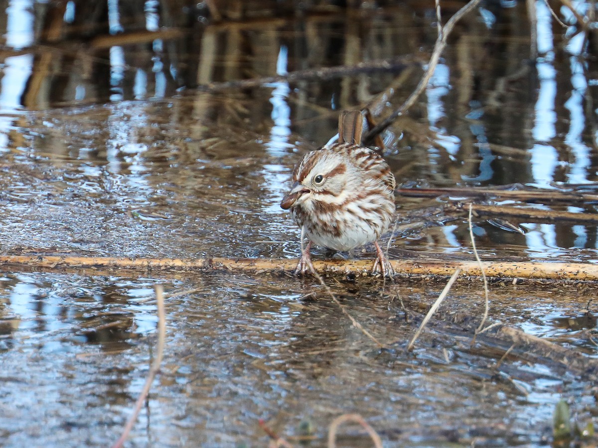 Song Sparrow - ML614157296